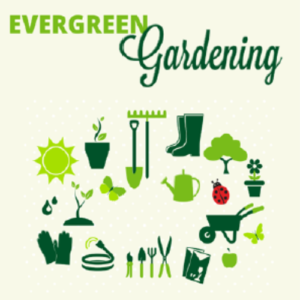 Evergreen Gardening