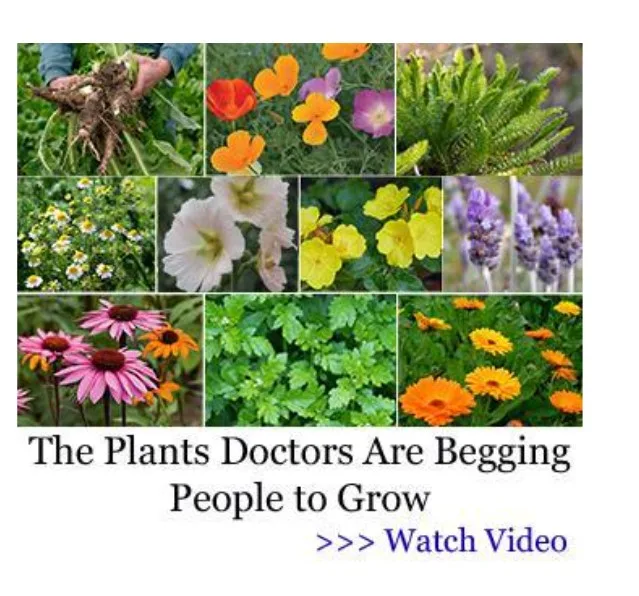 How to create a medicinal Garden